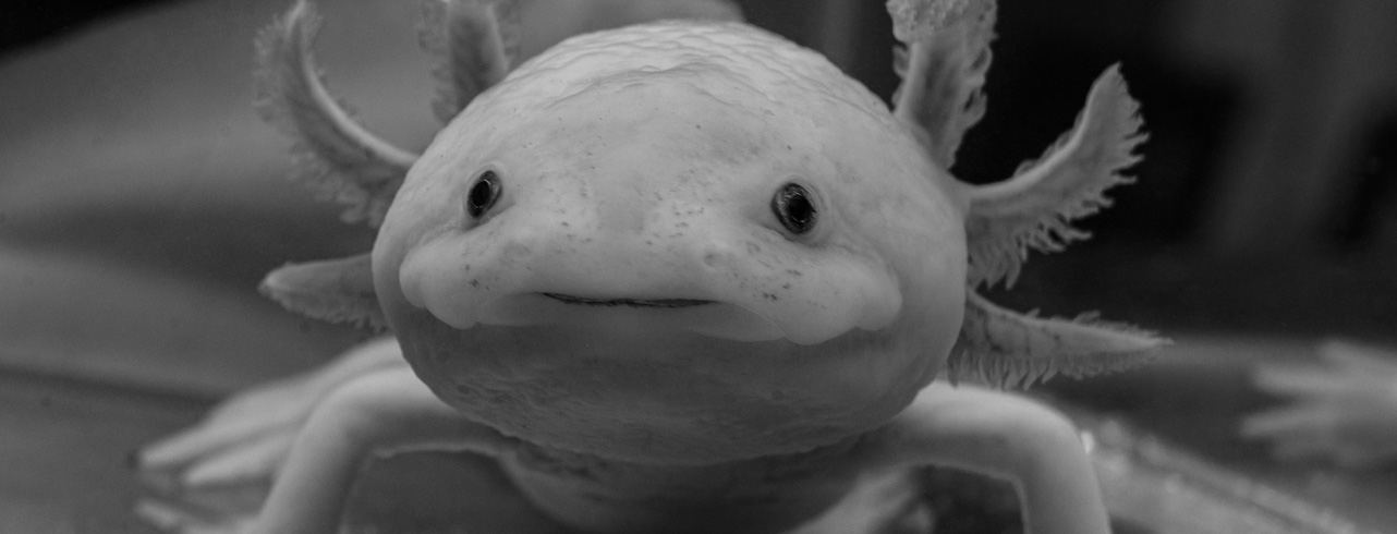 Why your brand should be like an Axolotl